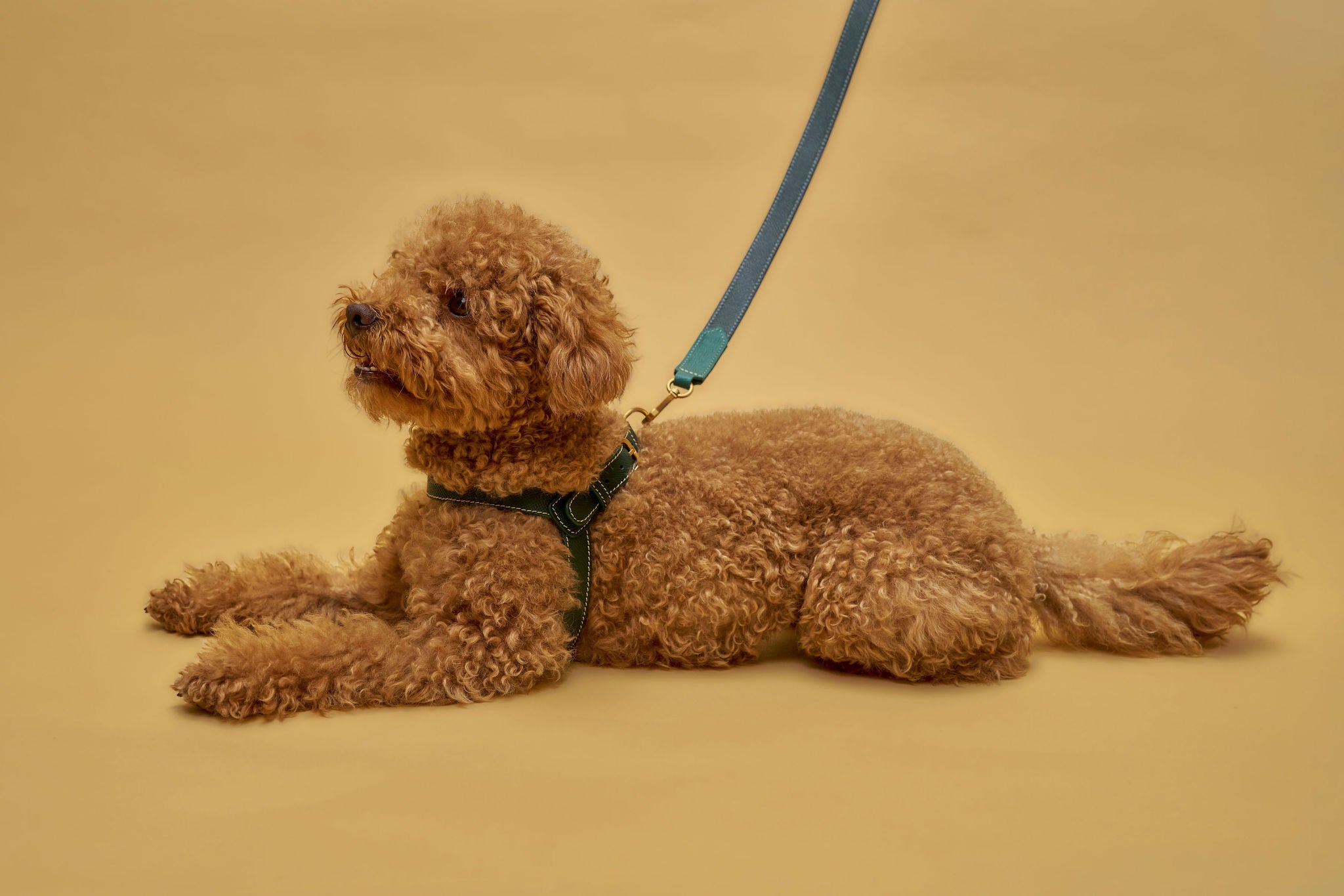 Red Toy poodle with green leather harness with matching leash. 