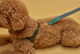 Details of a green leather dog harness on a Toy Poodle