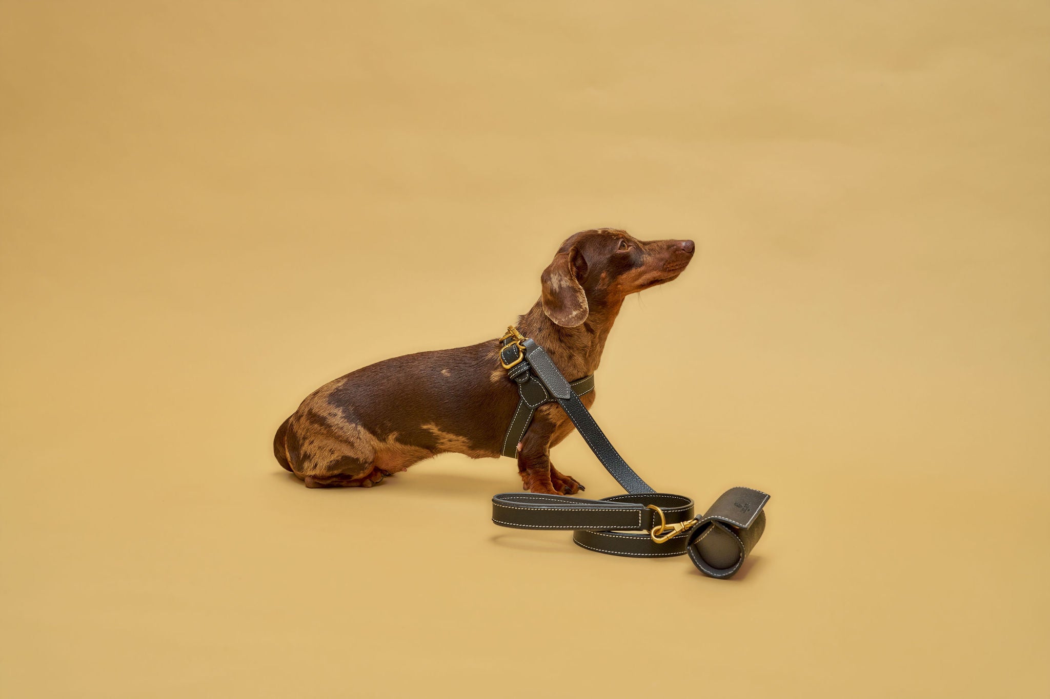 Dachshud with luxury black leather harness and matching leash and waste bag holder. 