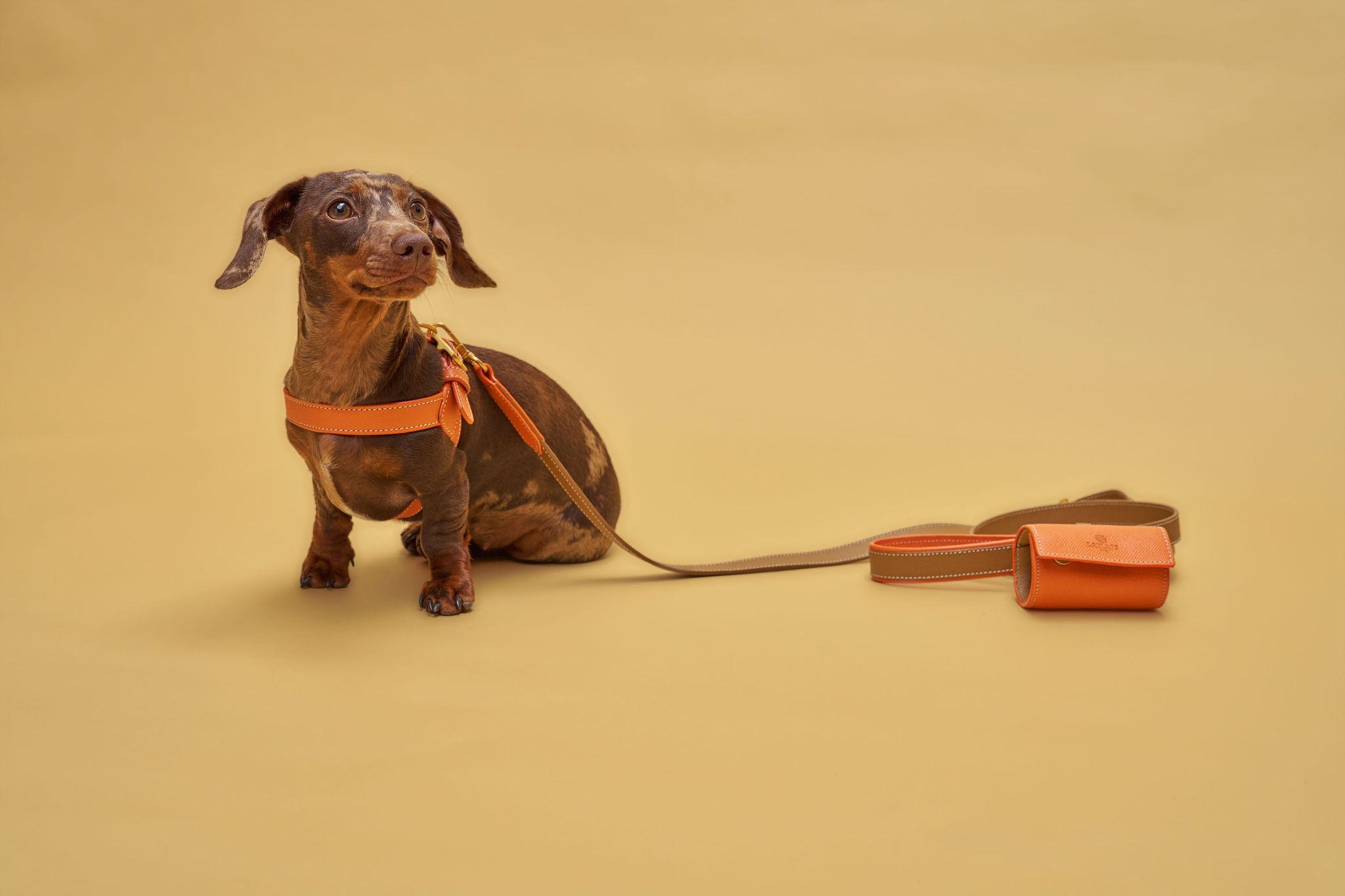 Dachshund with orange leather harness with matching leash and waste bag holder from Laelaps Paris 