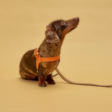 Dachshund with orange leather harness from Laelaps Paris - close-up picture