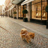 Small dog on a leash walking on a cobbled street in an urban setting with shops and people in the background.