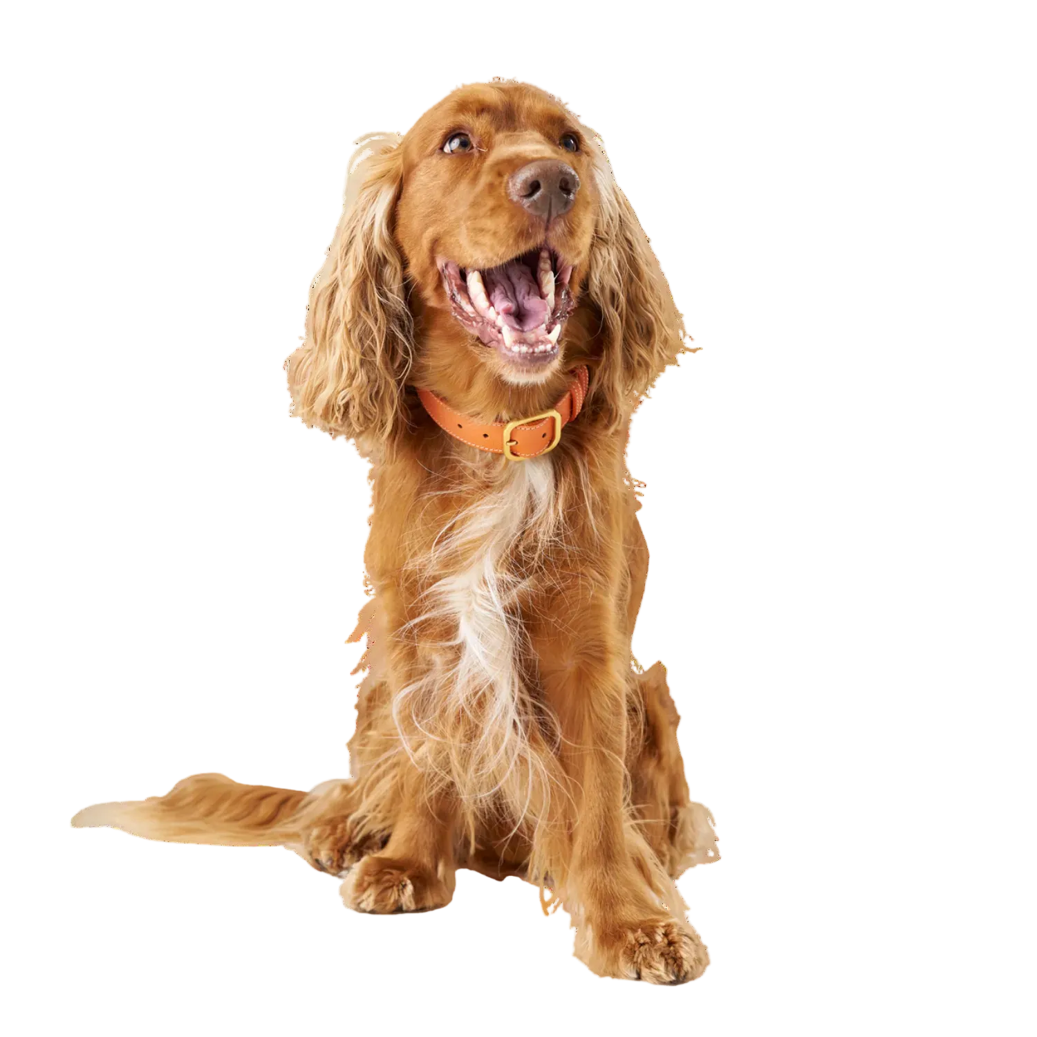 Luxury orange leather collar made of embossed calf leather with mat gold hardware by Laelaps Paris worn by a brown dog. 