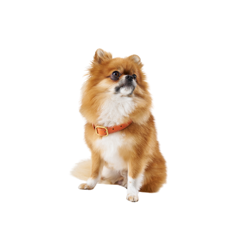 Luxury orange leather collar made of embossed calf leather with mat gold hardware by Laelaps Paris worn by a fluffy Pomeranian. 