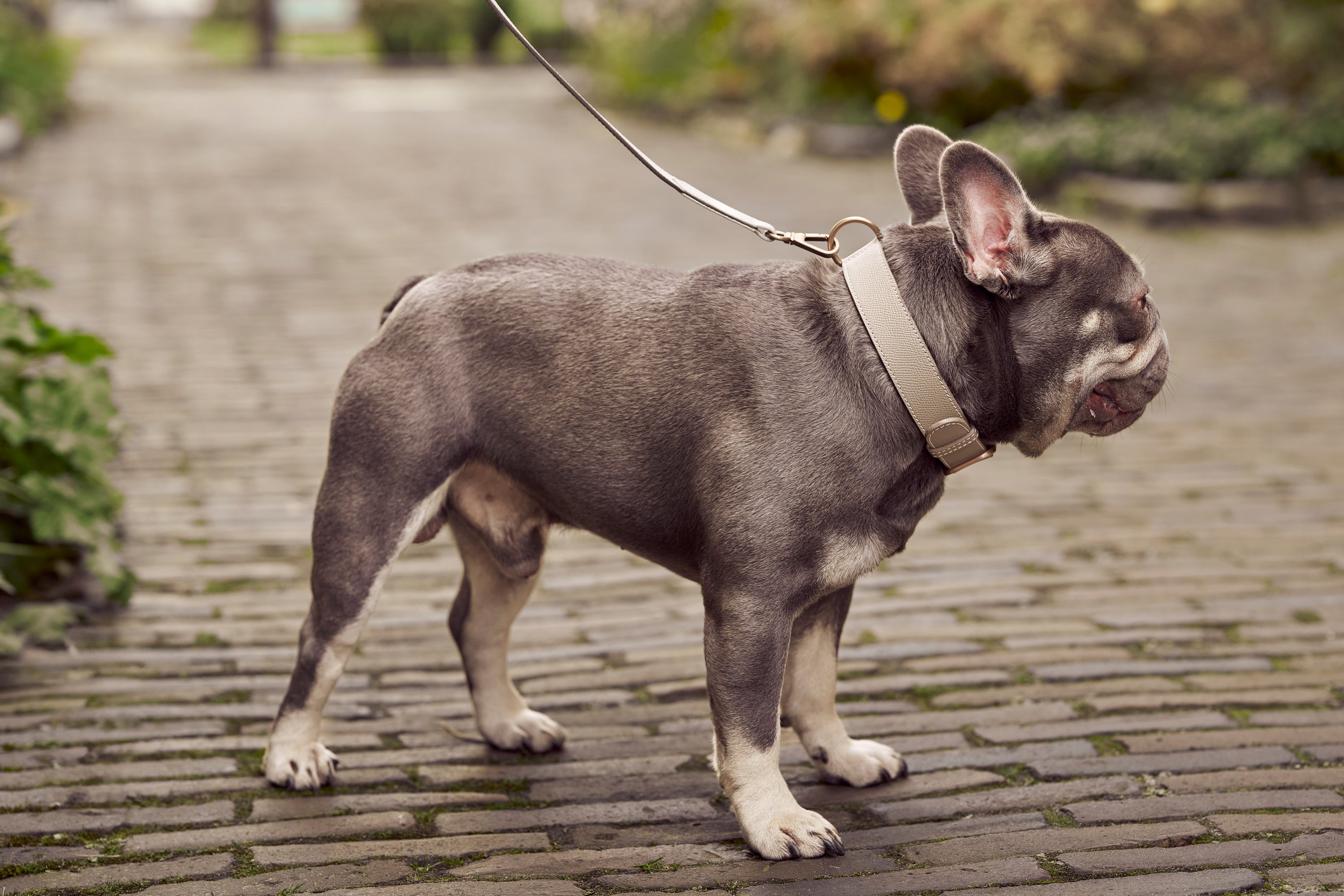 Light grey leather dog collar with off-white accent and rose gold hardware, Laelaps Paris