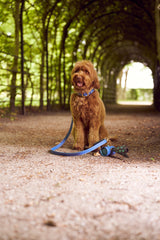 Blue Leather Collar