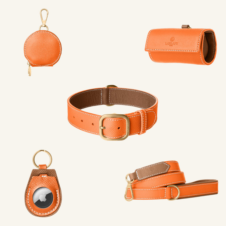 The perfect orange set for your furry friend