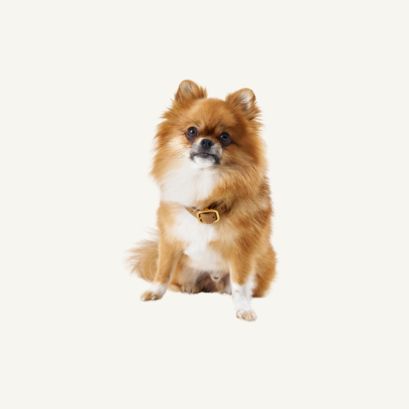 Leather Collar Camel