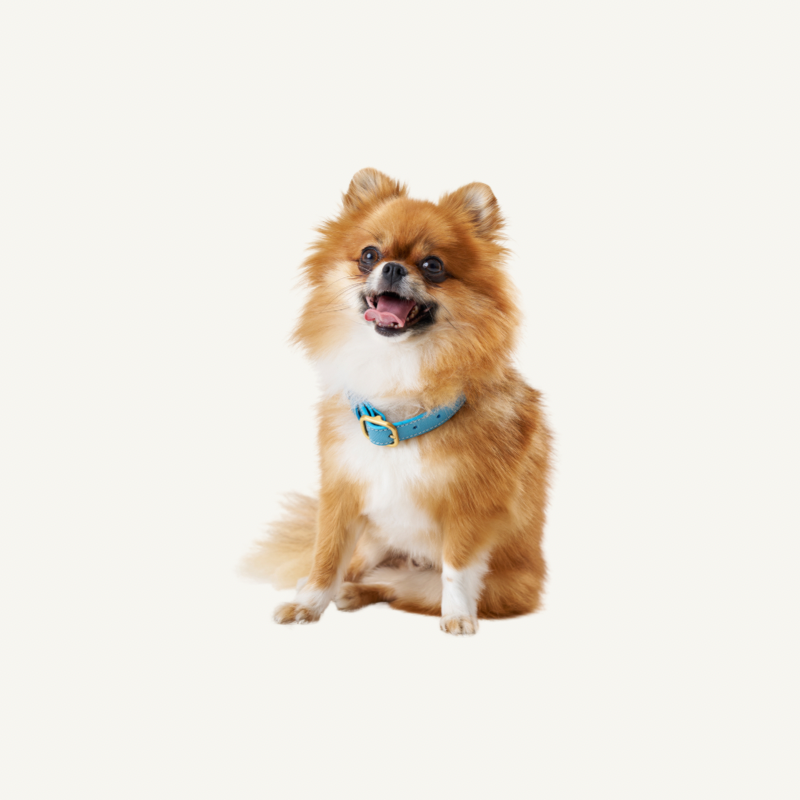 Leather Collar Light Blue