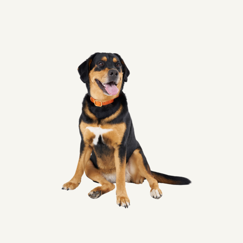 Leather Collar Orange