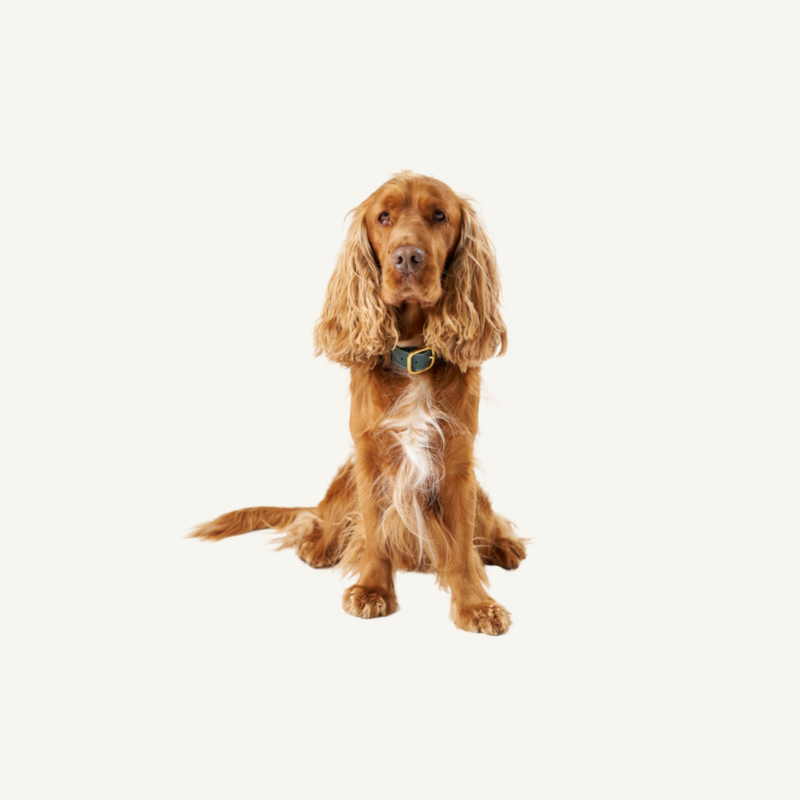 Leather Collar Green