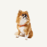 Leather Collar Orange