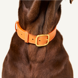 Luxury orange leather collar made of embossed calf leather with mat gold hardware by Laelaps Paris worn by a brown dog. 