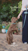 Light Blue Leather Collar